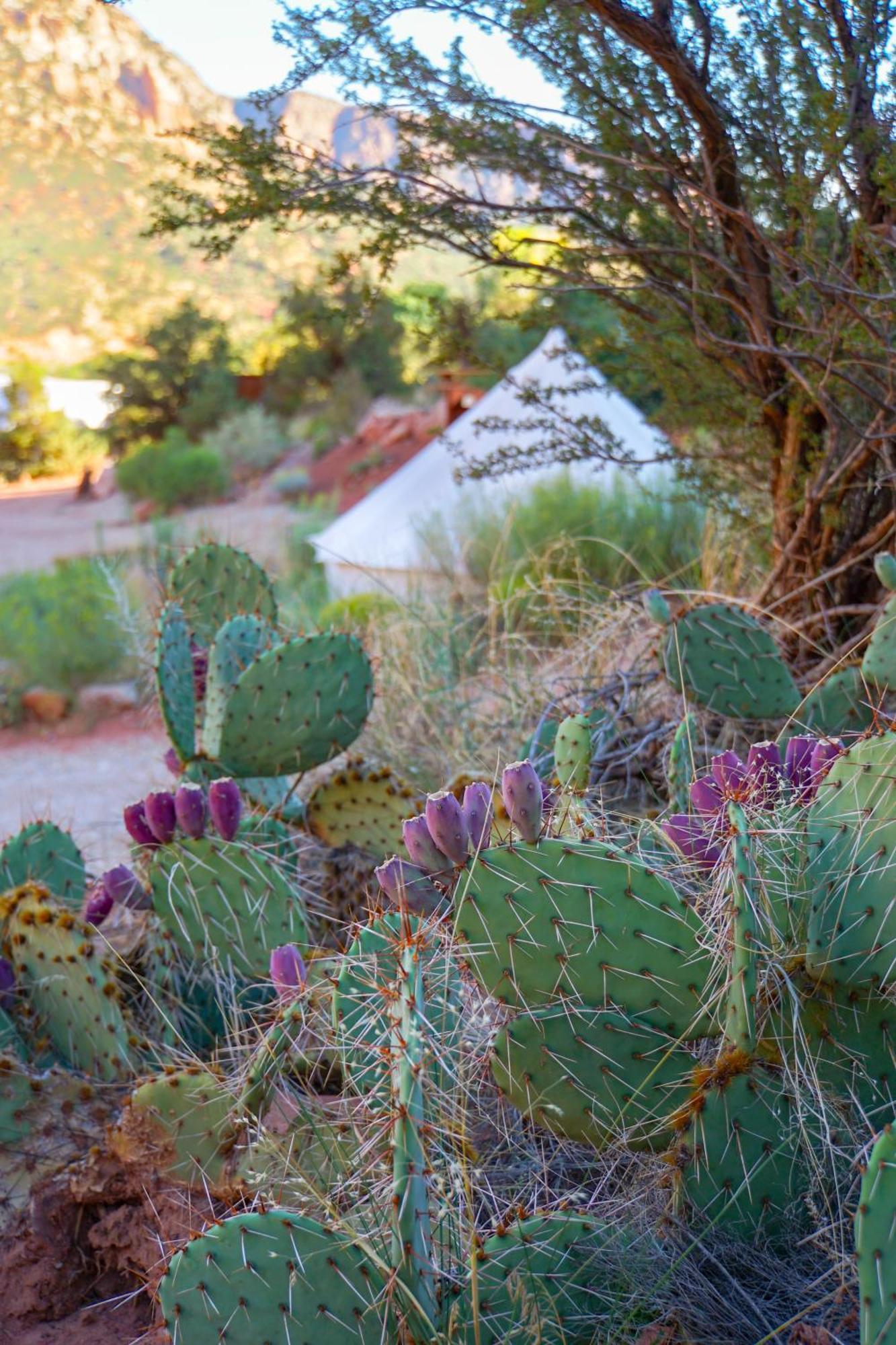 Zion Glamping Adventures Hotel Hildale Exterior foto